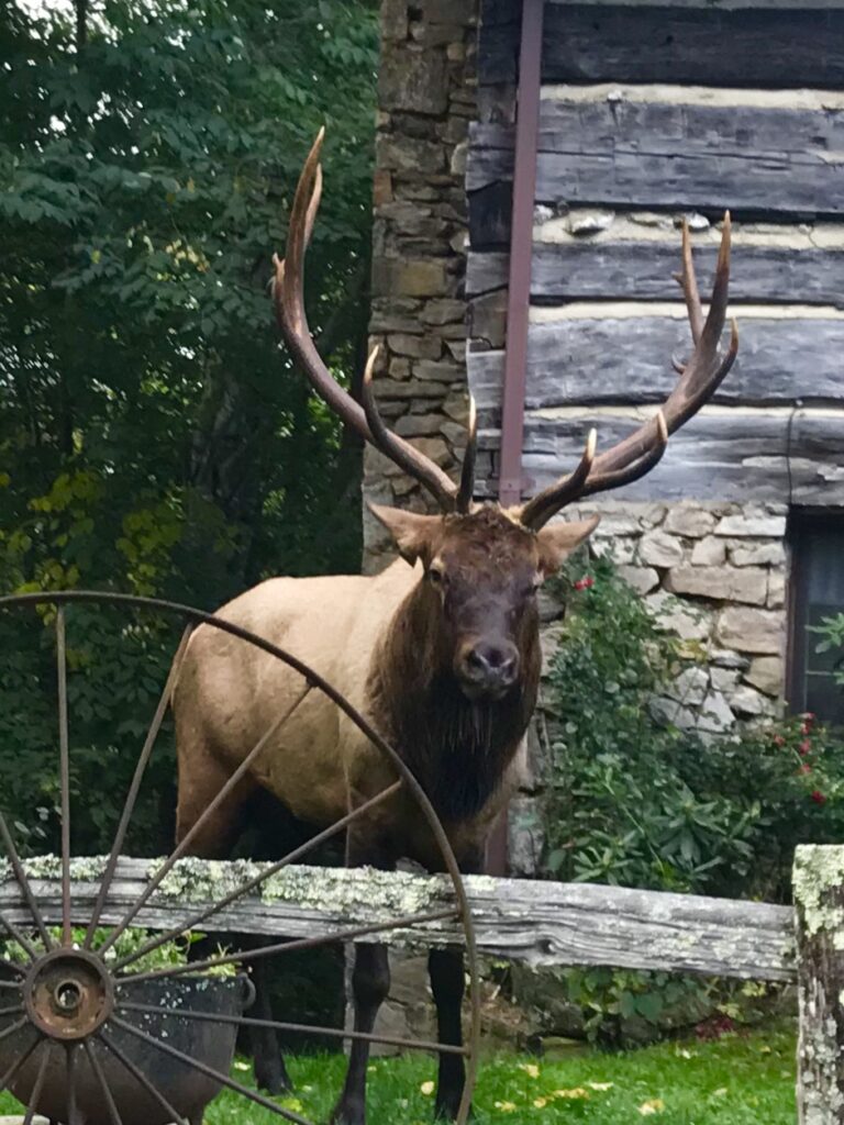 Elk at Smokey Shadows Lodge